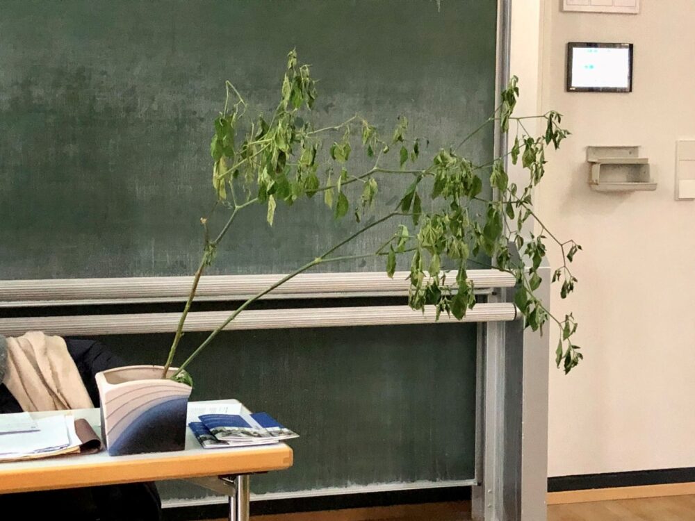 Sophia Rehor und Dana Luna Zemke: Reaktion einer Pflanze unter Einfluss von Kälte (2022). Foto: Kristina Sieling.
