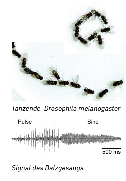 Ursula Damm: Drosophila during Chaining (2019). Photo: Toshihiro Kitamoto (oben), Birgit Brüggemeier (unten).