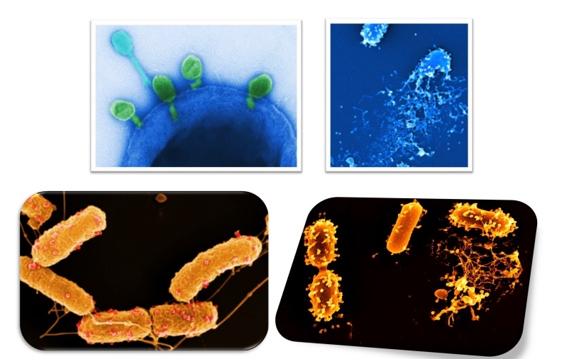 Vorgang einer Bakteriophagen-Infektion: Bindung, Eindringen, Vermehrung, Freisetzung. Foto:Spezifische Bakteriophagen binden fest an Bakterienoberfläche. Foto: Manfred Rohde.