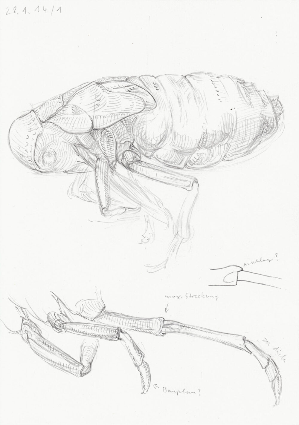 Oliver Thie: Ohne Titel (Studien zu Oliarus polyphemus) (2014–16). Bleistift auf Papier, etwa 180 Zeichnungen, Din A4.