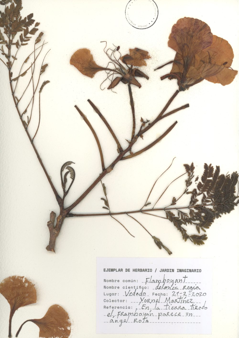 Yornel Martínez: Jardín imaginario/Herbarium (Flamboyant/Flammenbaum, Johannisbrotgewächse) (2020). Foto: Yornel Martínez.
