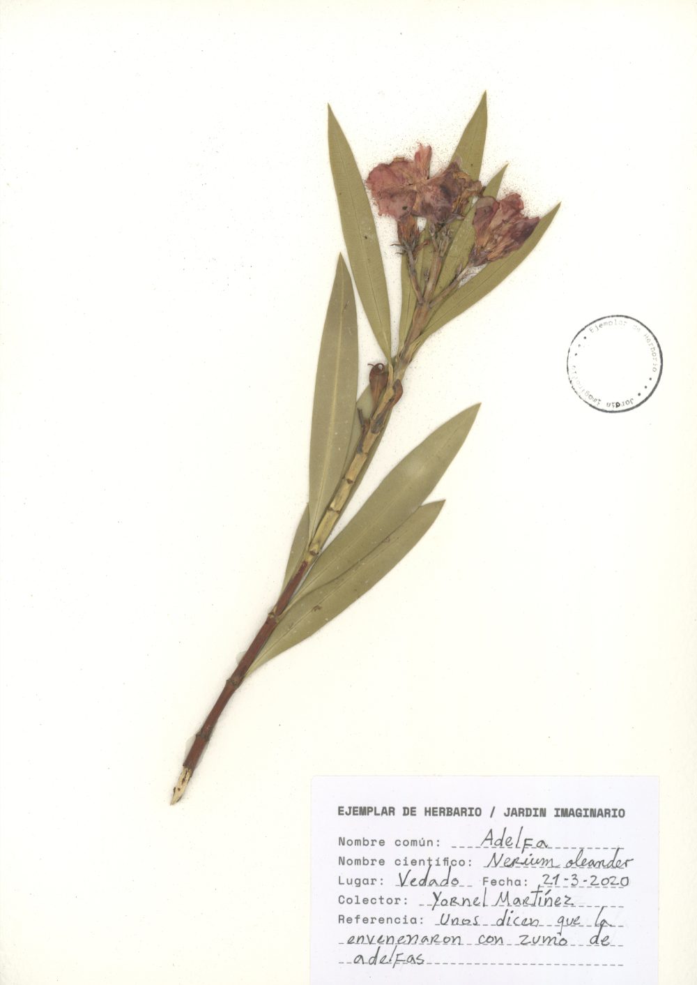 Yornel Martínez: Jardín imaginario/Herbarium (Adelfa/ Oleander) (2020). Foto: Yornel Martínez.