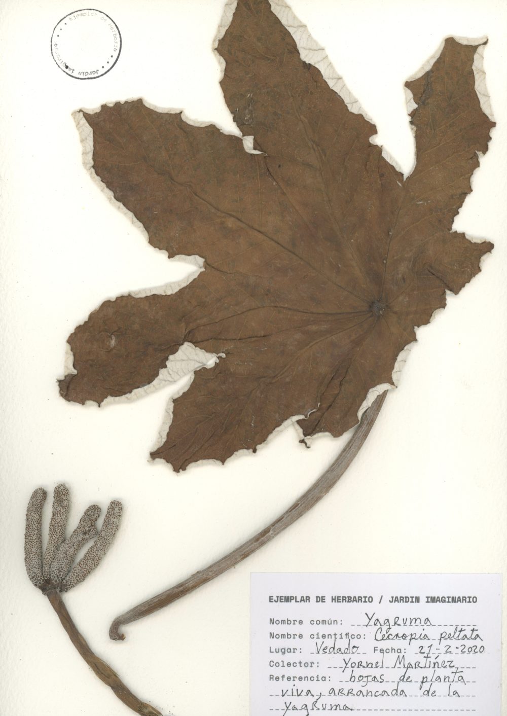 Yornel Martínez: Jardín imaginario/Herbarium (Yagruma/Ameisenbaum) (2020). Foto: Yornel Martínez.